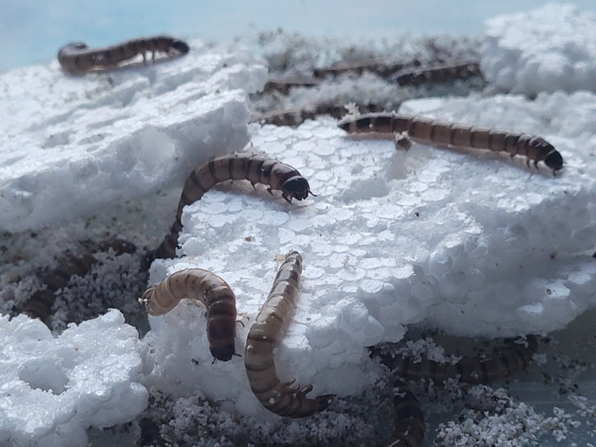 Zophobas Morio processing polystyrene © Andrea Salustri